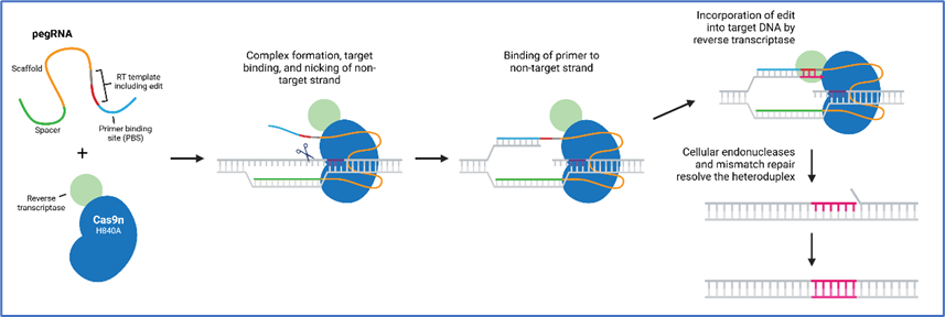 识(shi)病(bìng)寻(xún)源(yuán)｜CGD